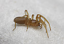 Harpactea lepida - main link