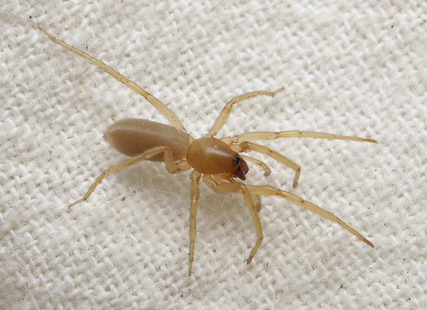 Harpactea lepida - smaller format