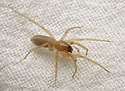 Harpactea lepida - main link