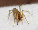 Harpactea lepida - main link