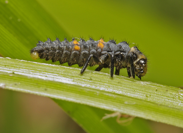 Larva slunéčka - menší formát