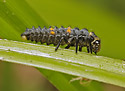 Larva slunka - hlavn odkaz