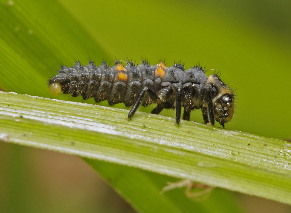 Larva slunka - vt formt