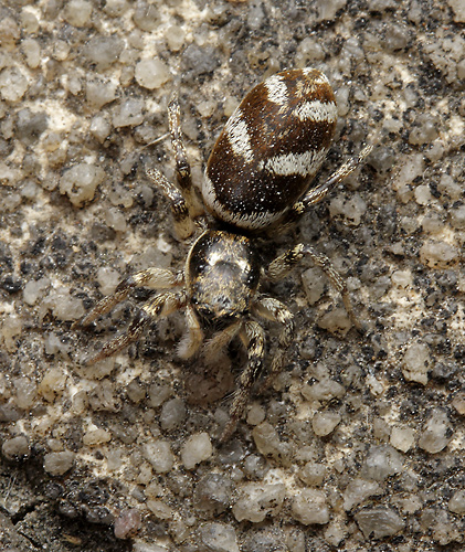 Jumping spider - smaller format