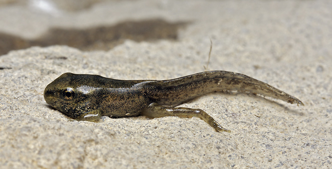 Young frog - smaller format