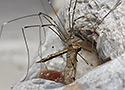 Harvestman and Cranefly - main link
