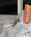 Harvestman and Cranefly - main link