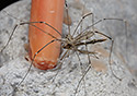 Harvestman and Cranefly - main link