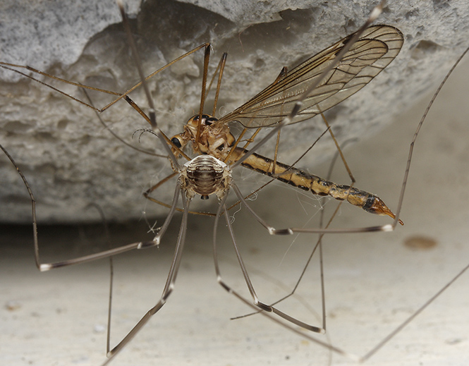 Harvestman and Cranefly - smaller format