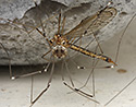Harvestman and Cranefly - main link