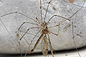 Harvestman and Cranefly - main link