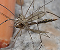 Harvestman and Cranefly - main link
