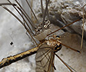 Harvestman and Cranefly - main link