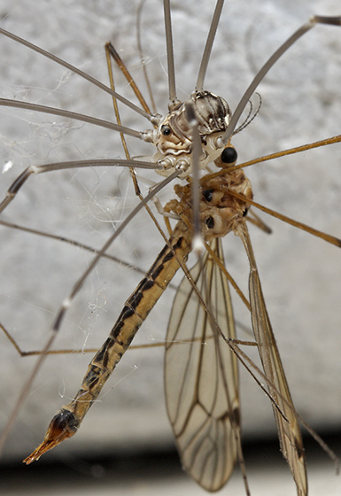 Harvestman and Cranefly - smaller format