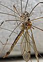 Harvestman and Cranefly - main link