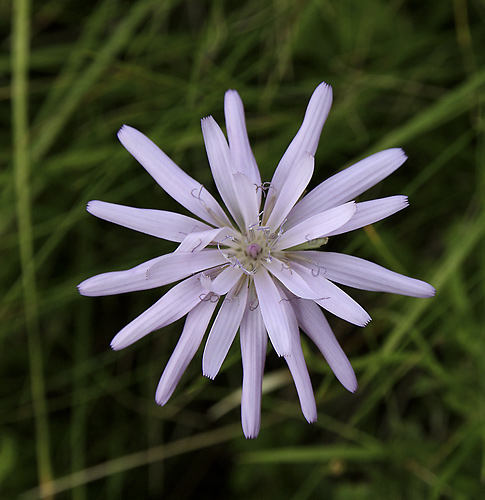 Viper`s grass - smaller format