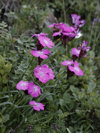Dianthus - smaller format