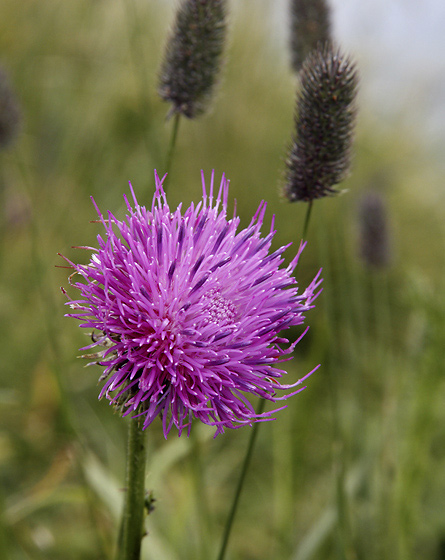 Thistle - smaller format