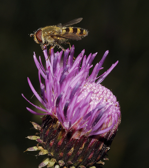 Thistle with the hover flie - smaller format