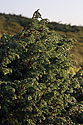 Junipers - main link