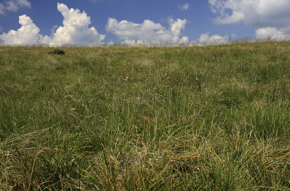 In grass - larger format