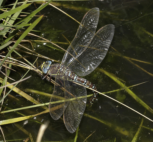 Dragonfly - smaller format