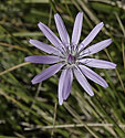 Viper`s grass - main link