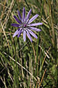 Viper`s grass - main link