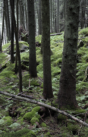 In the forest - smaller format