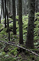 In the forest - main link