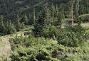 Forest boundary - main link
