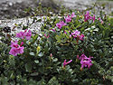 Rhododendrony - hlavní odkaz