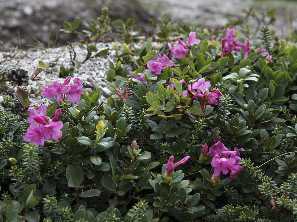 Rhododendrony - vt formt