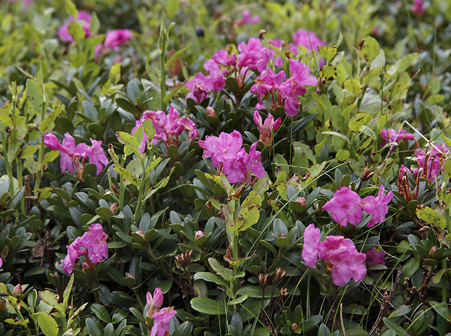 Rhododendrony - men formt