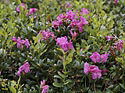 Rhododendrony - hlavn odkaz
