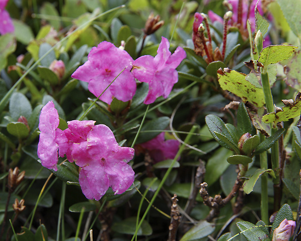 Rhododendrony - men formt