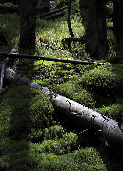 In moss - smaller format