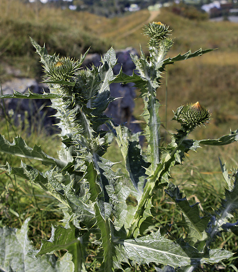 Scotch thistle - smaller format