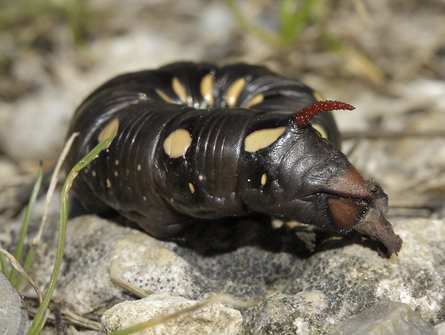 Caterpillar of the Bedstraw Hawk-moth - smaller format