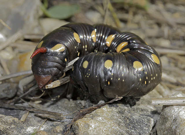 Caterpillar of the Bedstraw Hawk-moth - smaller format