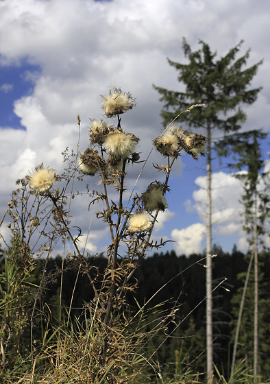 Thistle - smaller format
