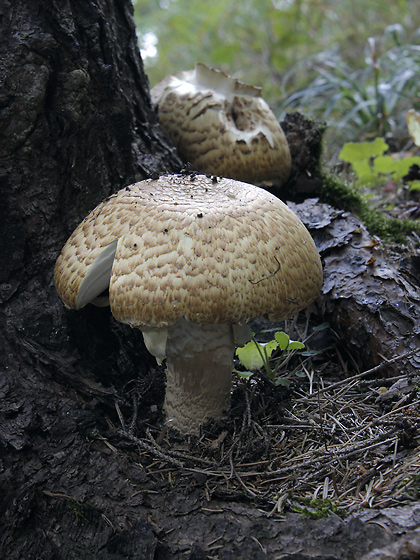 Champignons - smaller format