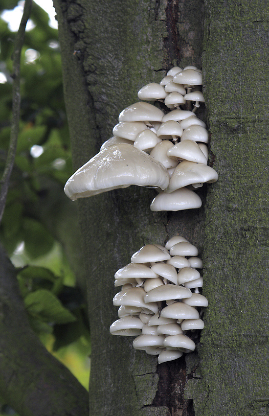 Porcelain fungus - larger format