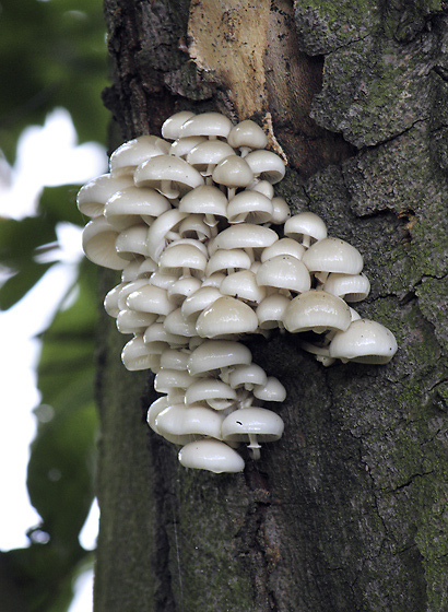 Porcelain fungus - smaller format