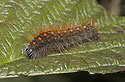 Caterpillar - main link