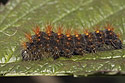 Caterpillar - main link