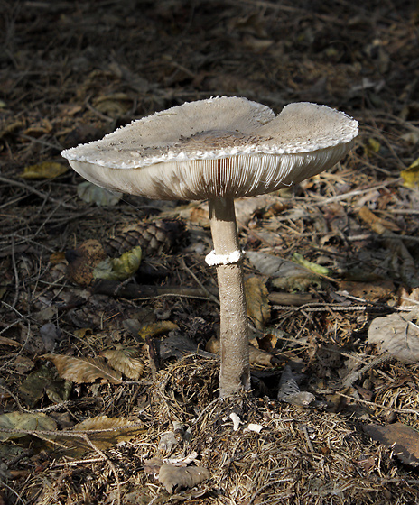 Parasol mushroom - smaller format