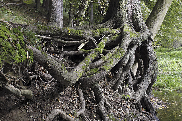 Kořeny - menší formát
