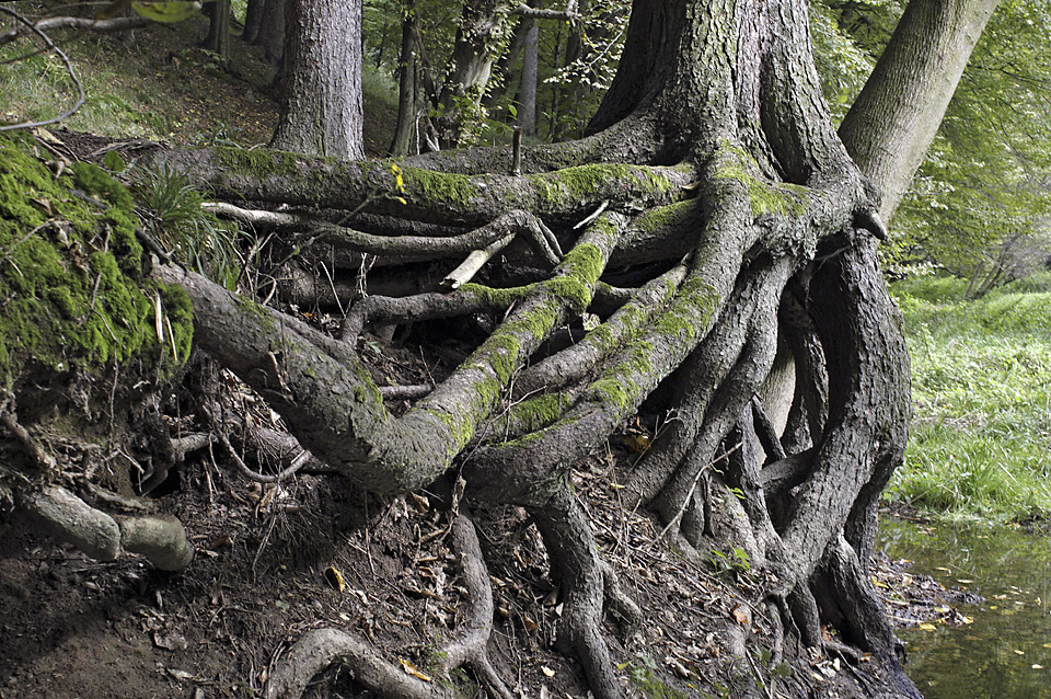 Kořeny - větší formát