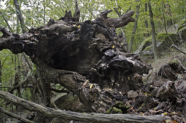 Fallen tree - smaller format